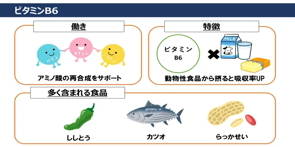 ビタミンB6の働き・特徴・ビタミンB6が多く含まれる食品画像