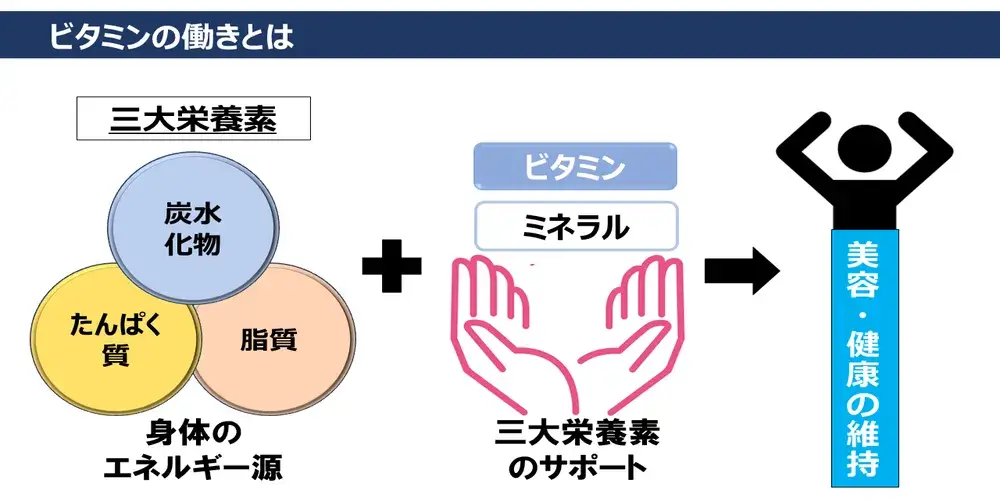 ビタミンの働き画像