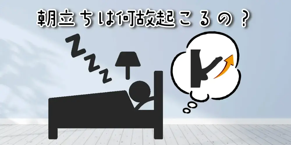 朝立ちは何故起こるの?