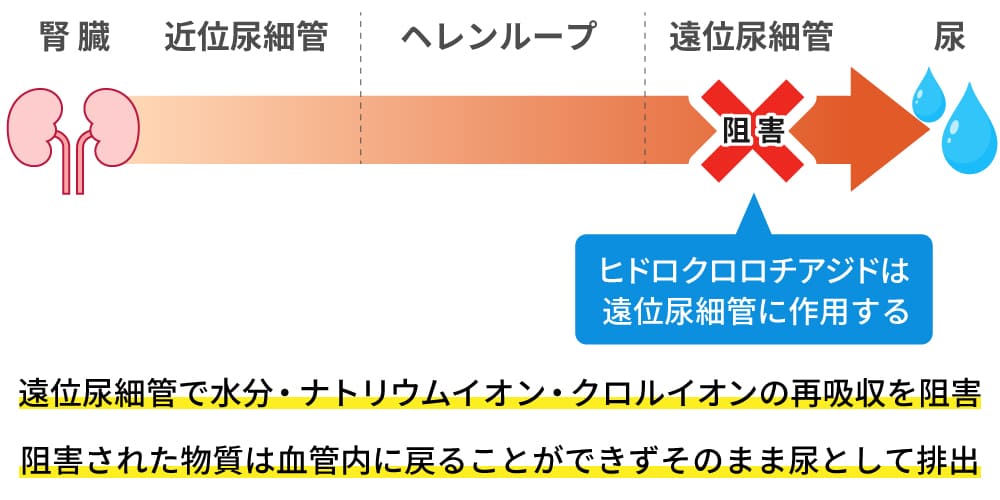 ヒドロクロロチアジドの作用機序のイメージ画像