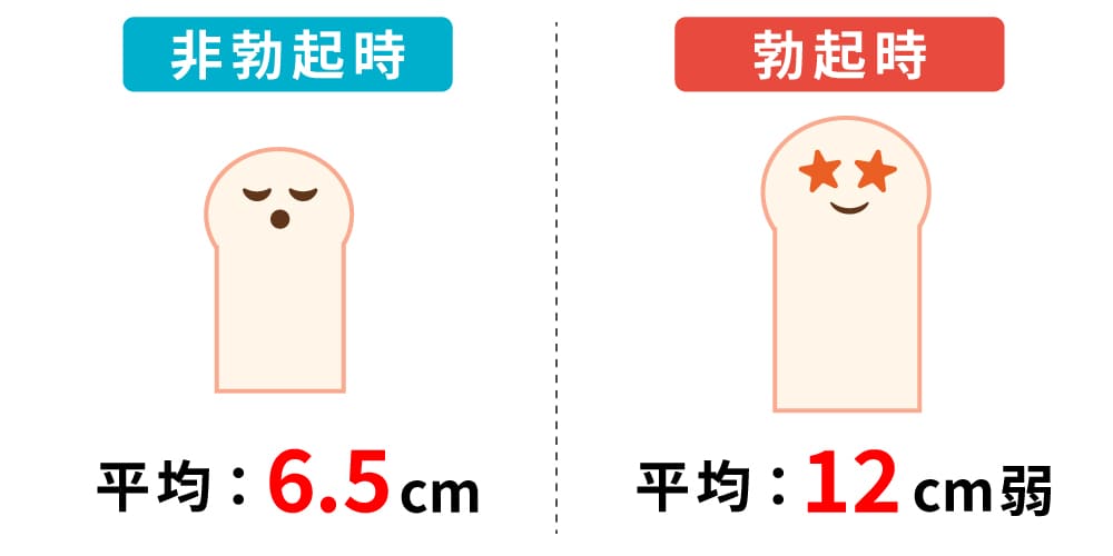 日本人の平均サイズ