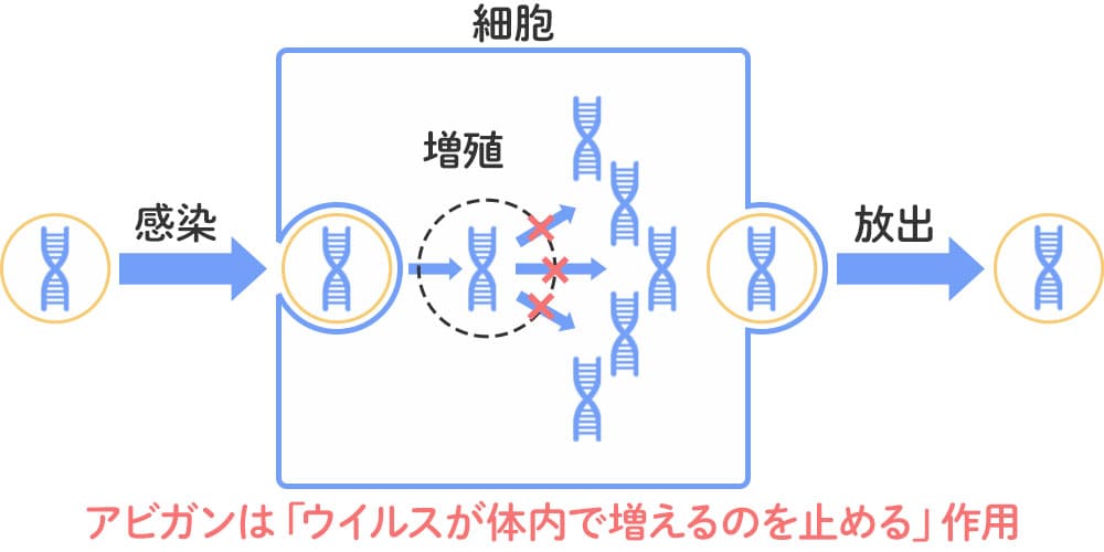 アビガンの作用機序　なぜウイルスに効くのか画像