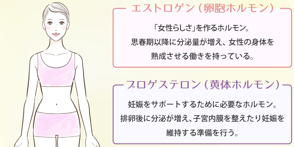 女性ホルモンの役割画像