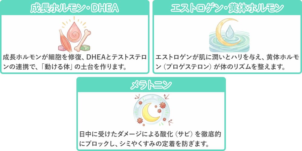 若さに関係する主なホルモン画像