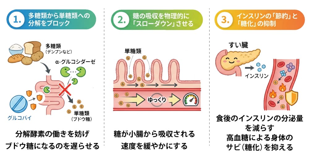 グルコバイの仕組み