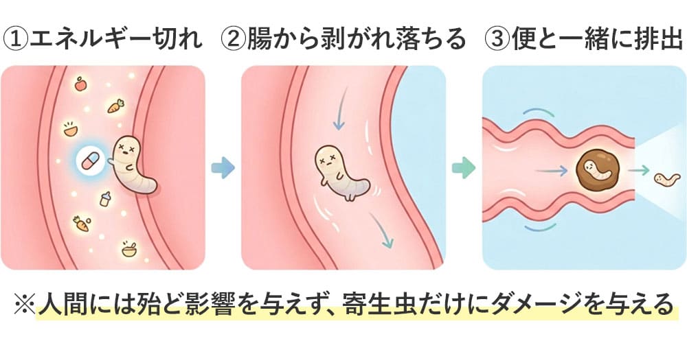 最終的に虫が弱っていなくなる仕組み画像