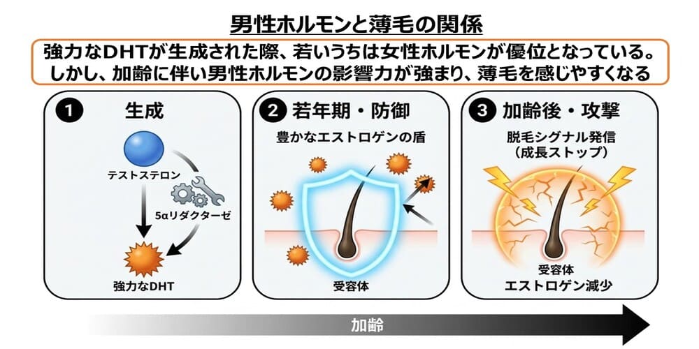 男性ホルモンと薄毛の関係画像