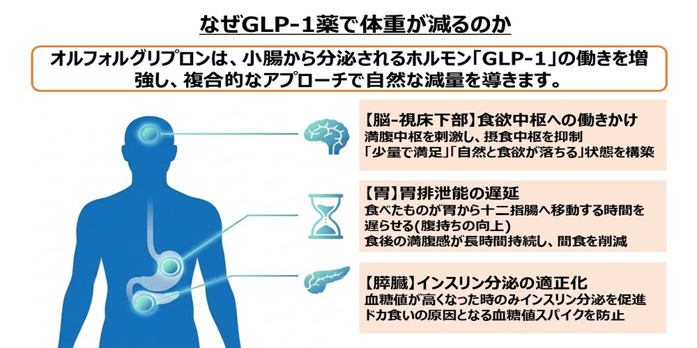 なぜGLP-1薬で体重が減るのか画像