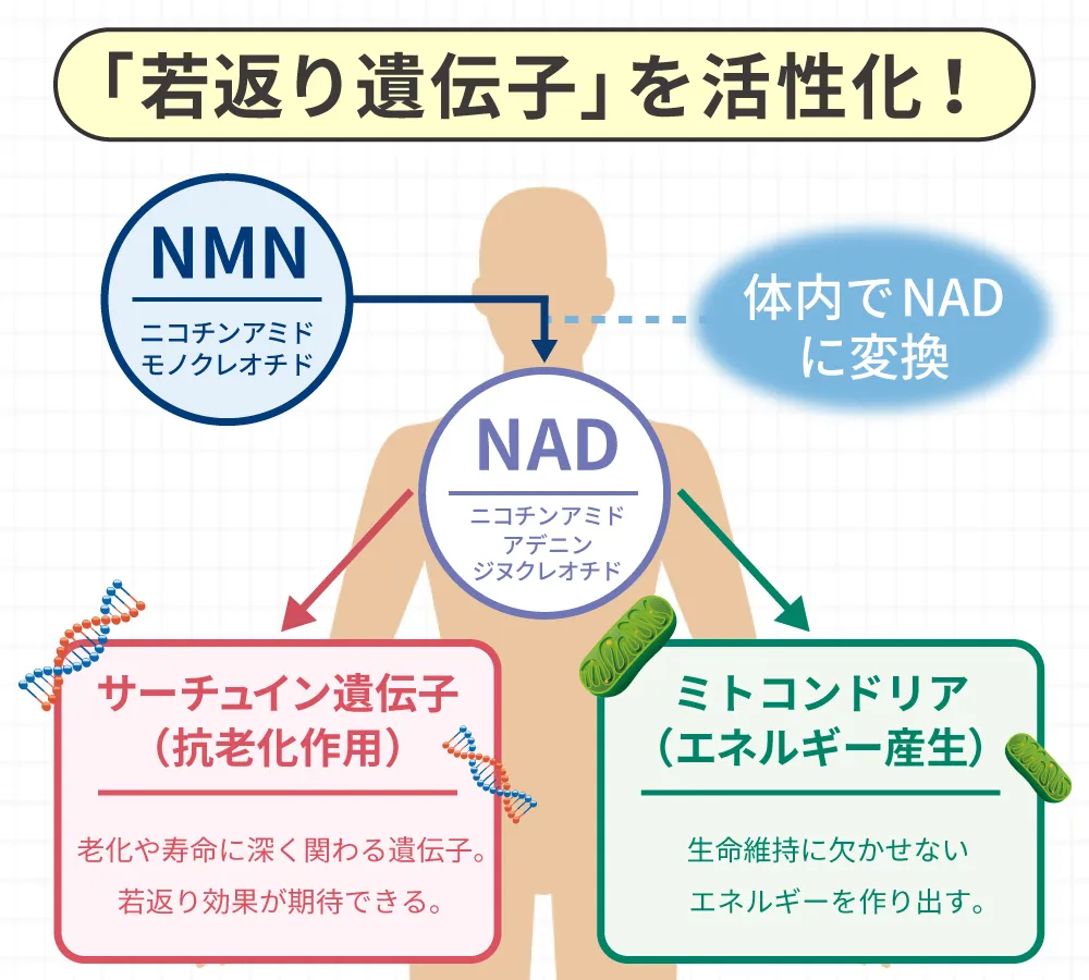 「若返り遺伝子」を活性化!
