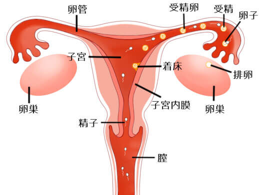 妊娠,着床
