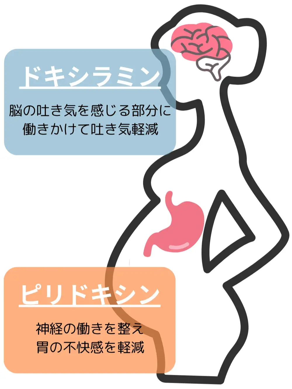 プレグニドキシン主成分の効果画像
