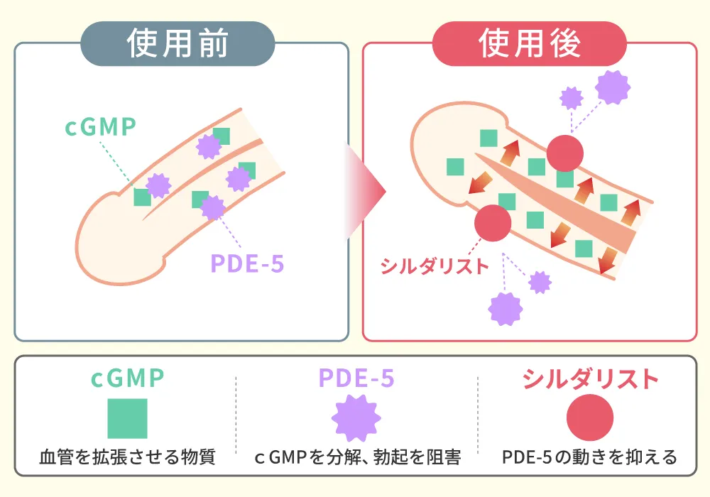 シルダリストの作用機序画像